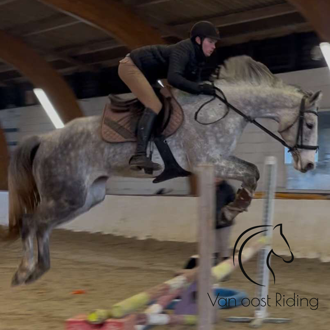 Romain sur un cheval gris en train de sauter un obstacle